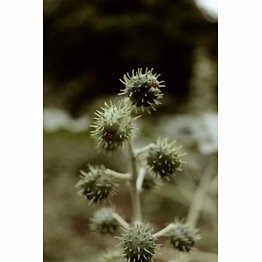 castor oil