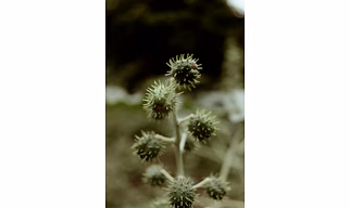 Castor Oil