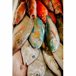 fish