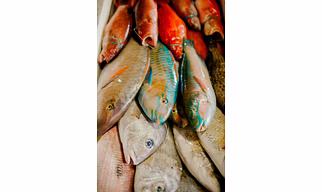 Fish