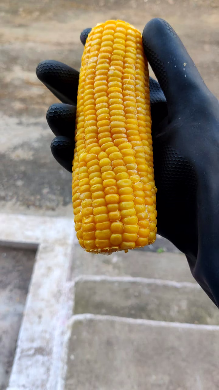 Frozen Sweet Corn Kernel /Cob image 4