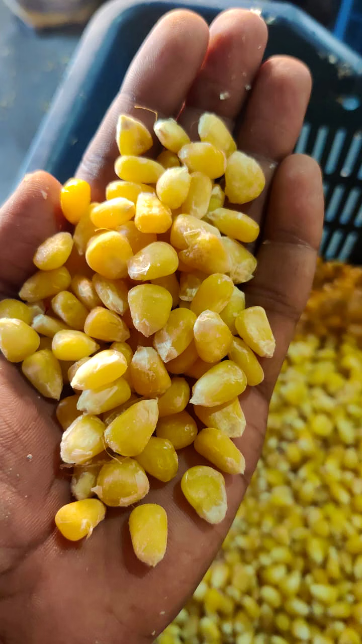 Frozen Sweet Corn Kernel /Cob image 5