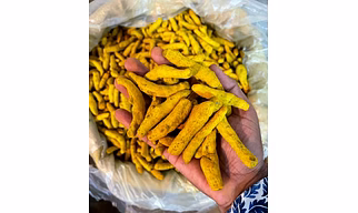 Premium Turmeric Fingers & Powder – Natural, High Curcumin Content, Sun Dried & Hygienically Processed Spices