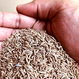 premium cumin seeds (jeera) – bold, aromatic, sortex cleaned, natural spices for cooking & export