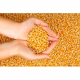 maize