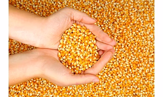 Maize