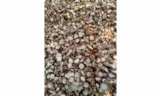 Dry Zedovary Roots