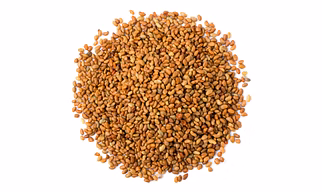 ALFALFA SEEDS