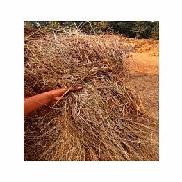 dry mountain grass