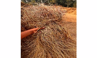 DRY MOUNTAIN GRASS