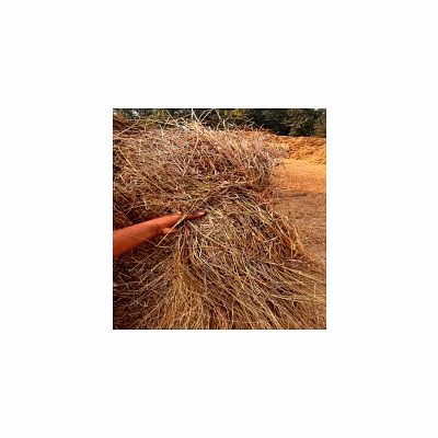 dry mountain grass