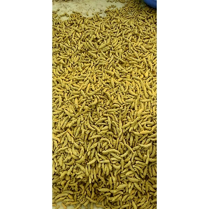 Turmeric Finger , curcuma-3