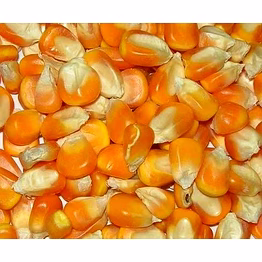 yellow corn
