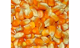 Yellow corn