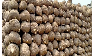 Elephant Foot Yam