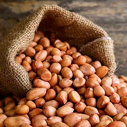 groundnut