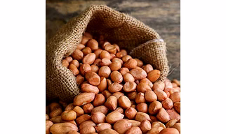 Groundnut