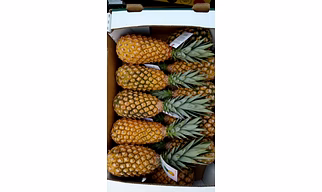 Pineapple