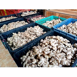 fresh ginger