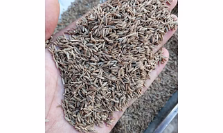 Cumin seed