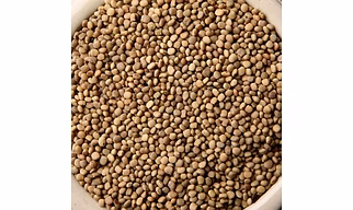 Guar Seed