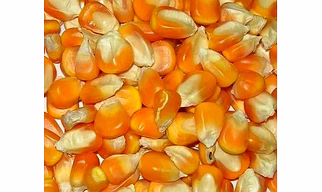 Maize
