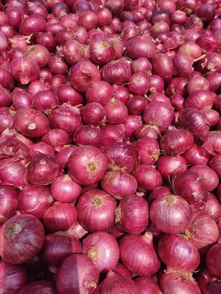 ONION-12500150