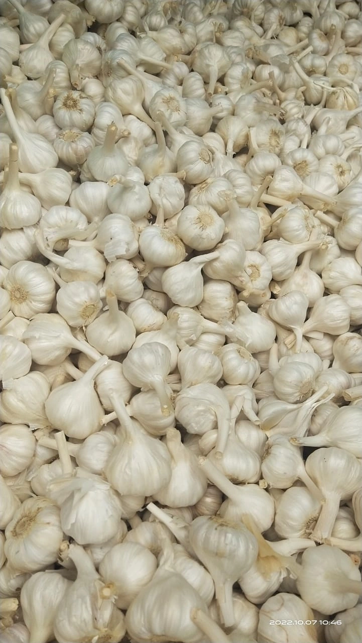 GARLIC-12500148