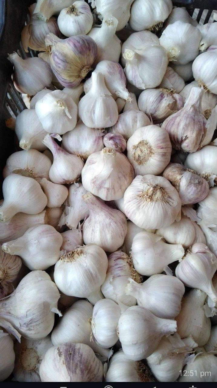 GARLIC-1