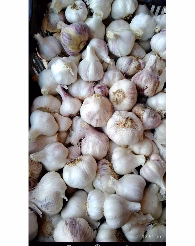 GARLIC-1