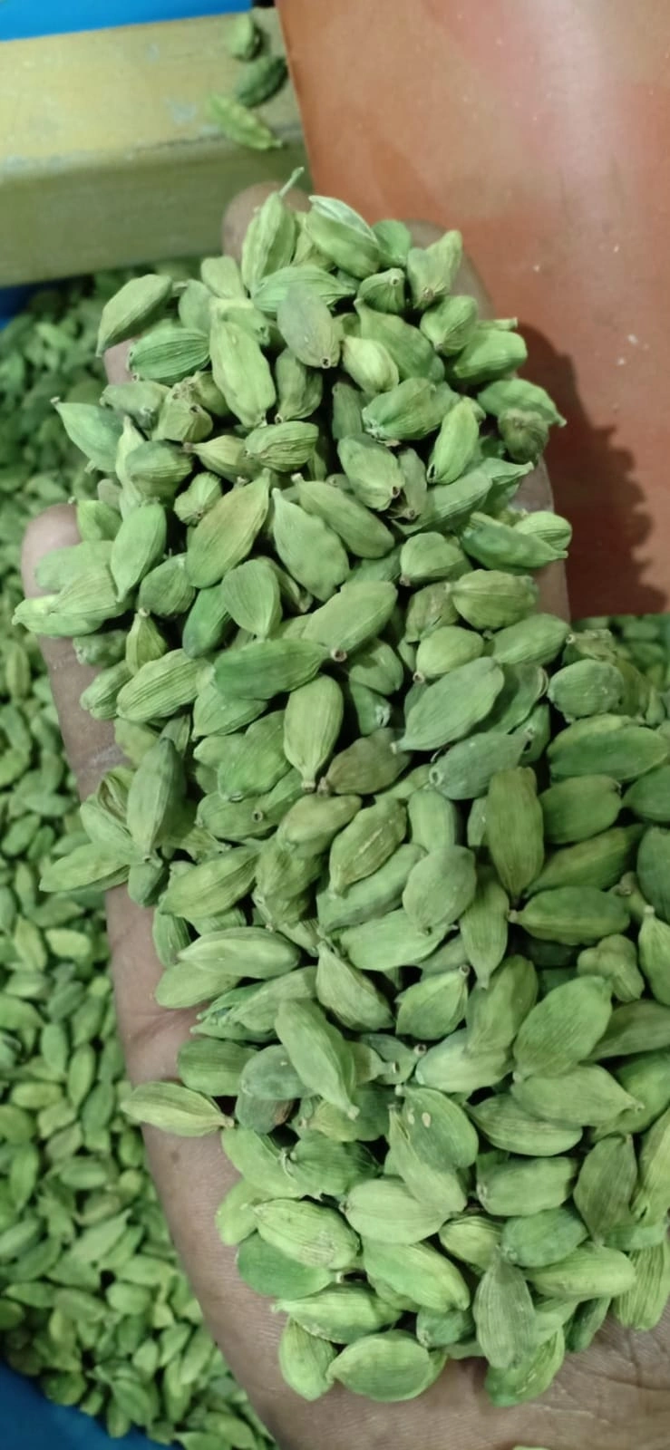 GREEN CARDAMOM-12500146