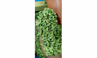 GREEN CARDAMOM