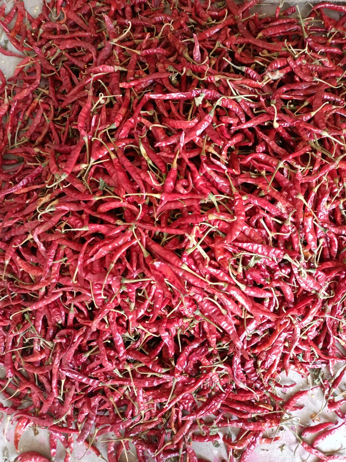 RED CHILI-12500144