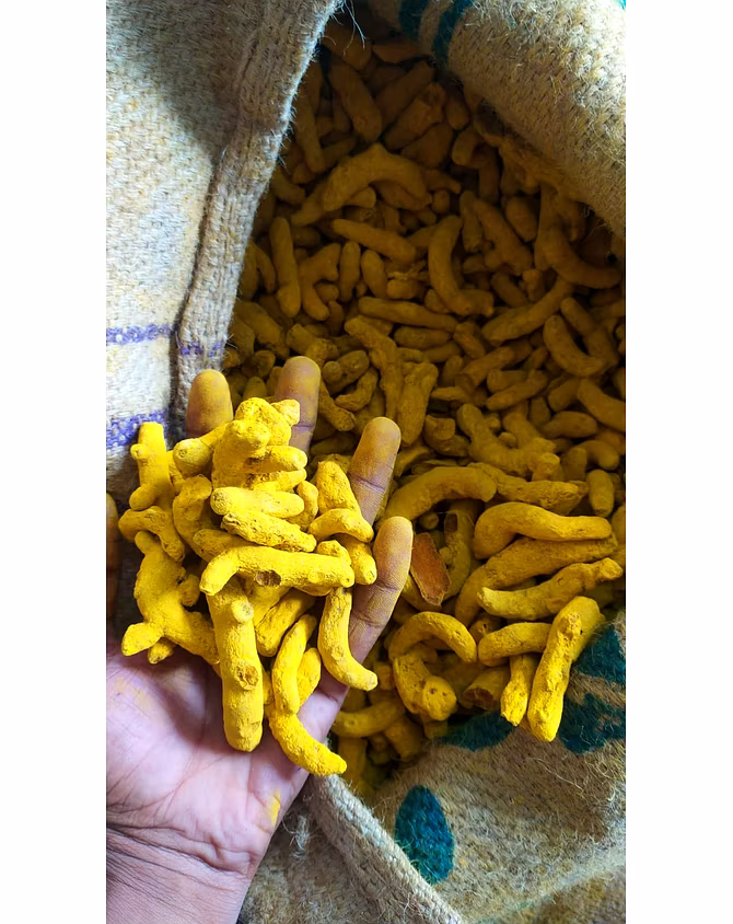 TURMERIC FINGER-1
