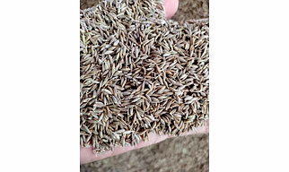 CUMINE SEED