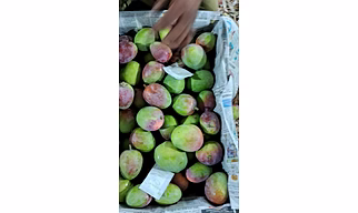 MANGO