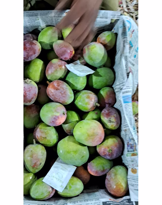 MANGO-12504340
