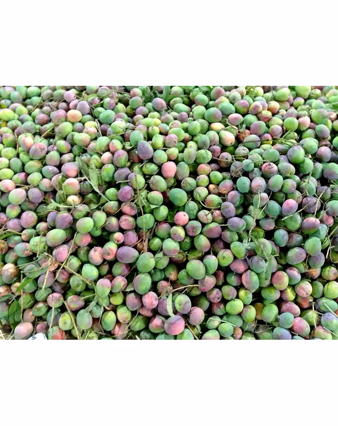 MANGO-1