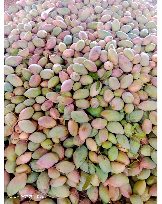 MANGO-3