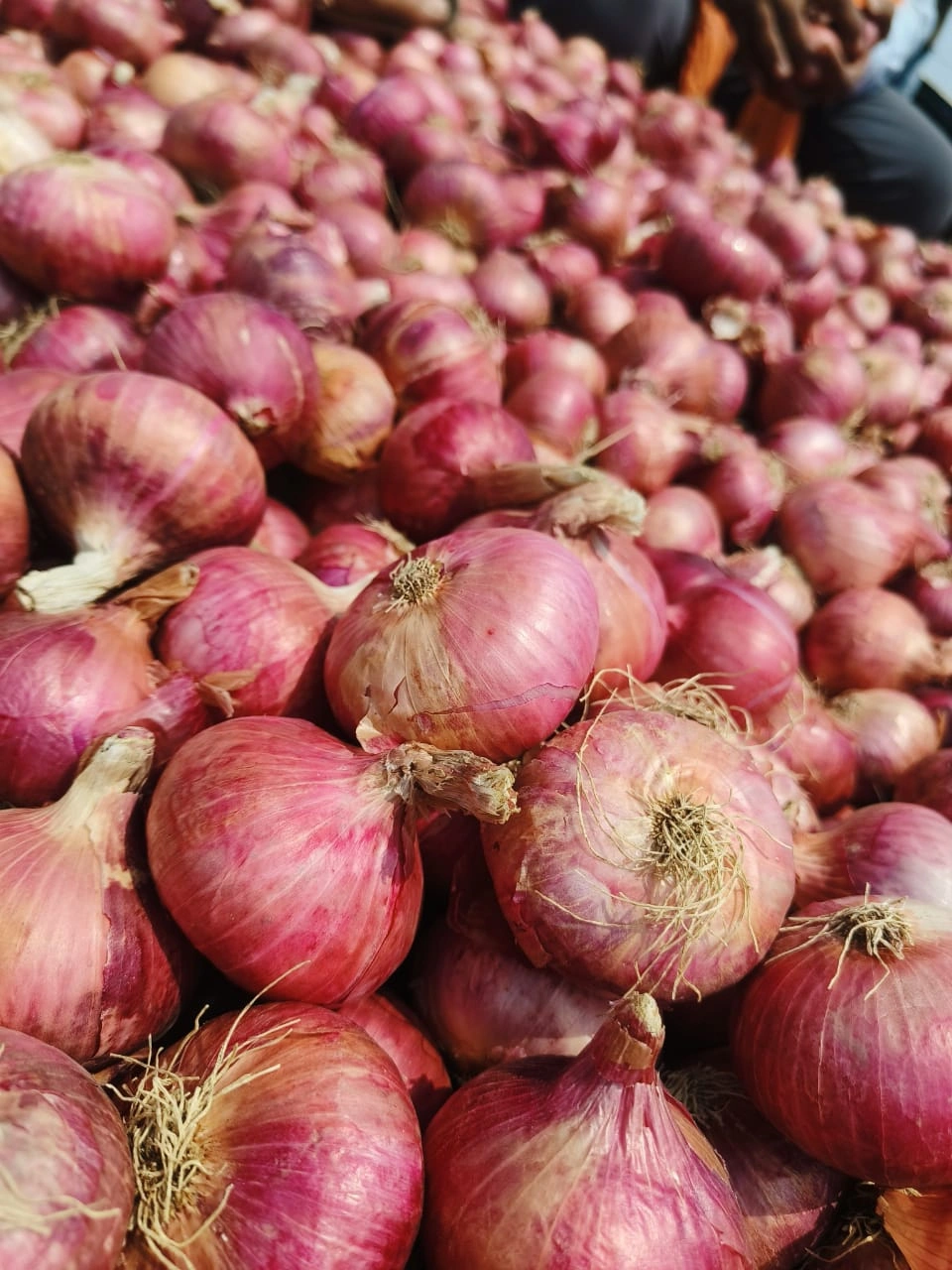 ONION-2