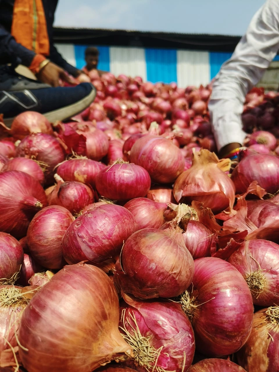 ONION-3