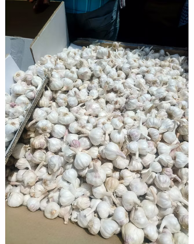 GARLIC-3