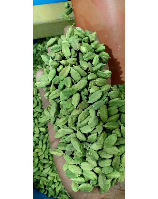 GREEN CARDAMOM-2