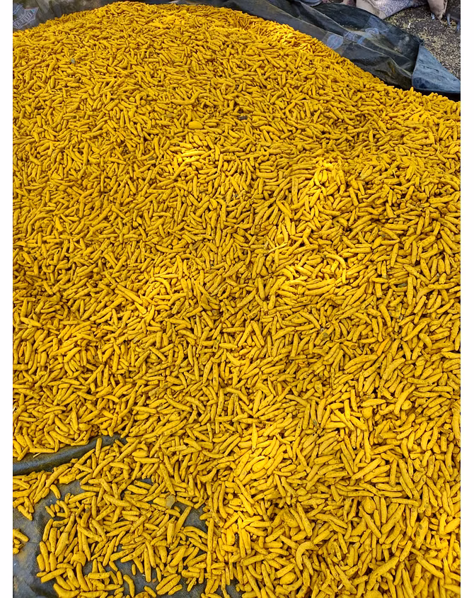 TURMERIC FINGER-2