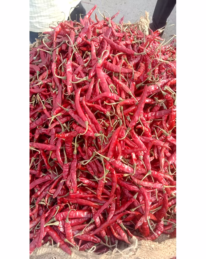 RED CHILI-3