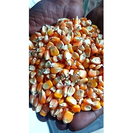 maize