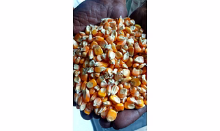 maize