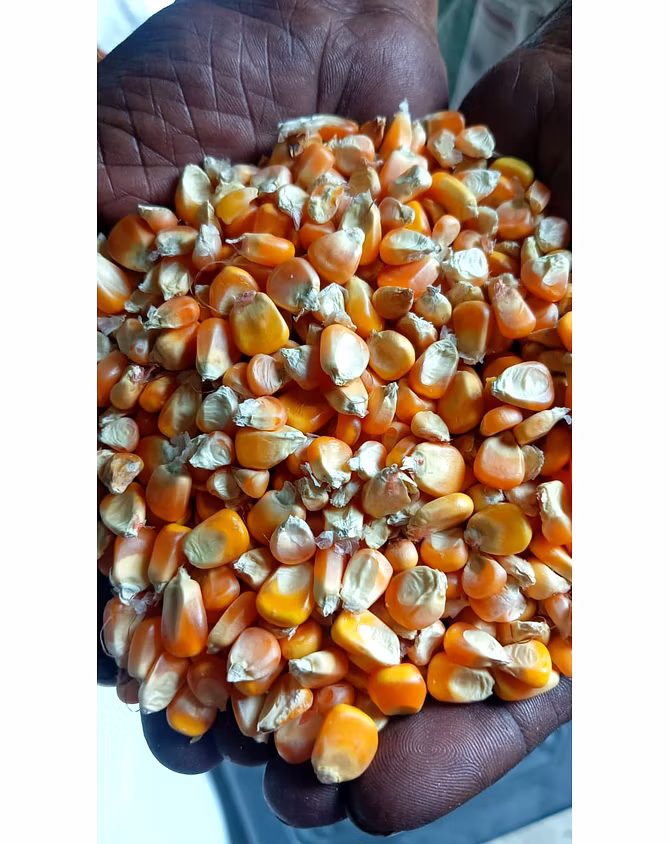 maize-12708227