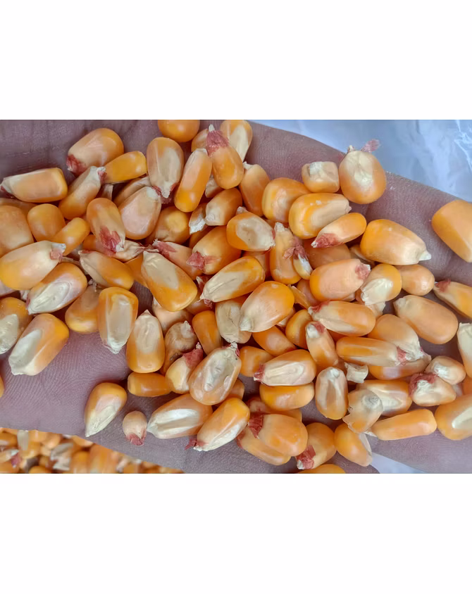 maize-1