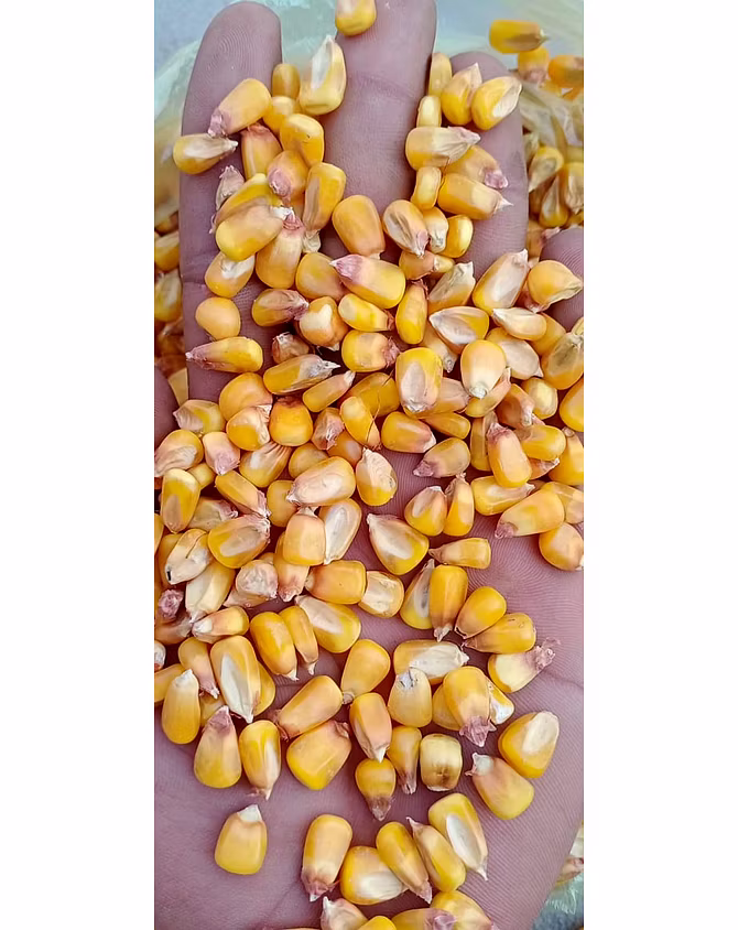 maize-2